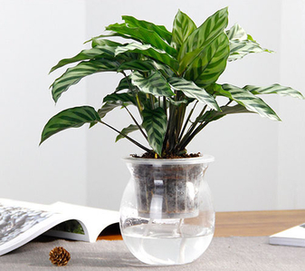 探秘宁波北仑花木出租方案，解锁别样景观布置